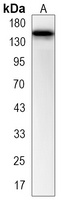 CD243 Rabbit Monoclonal Antibody