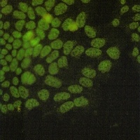 Anti-NRF1 Antibody