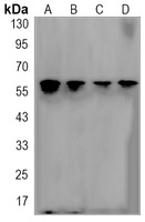 NR1D1 Rabbit Monoclonal Antibody