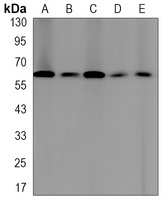 Moesin Rabbit Monoclonal Antibody