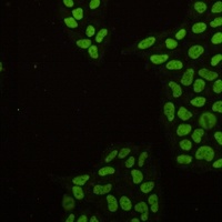 MCM2 Antibody