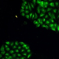 JNK1 Antibody