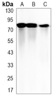 Integrin beta 5 Rabbit Monoclonal Antibody