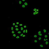 Anti-ILF3 Antibody