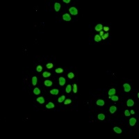 ILF3 antibody