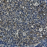 Anti-HSP90 alpha/beta Antibody