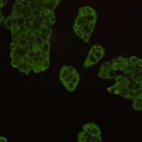 Anti-HSP90 alpha/beta Antibody
