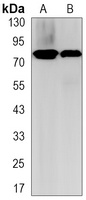 HSF1 Antibody