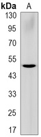 GSDMD-CT Antibody