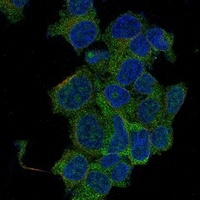Anti-GAPDH Antibody