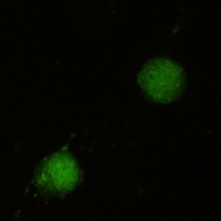 Anti-FUBP1 Antibody