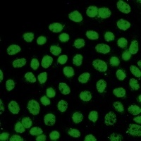 Anti-FTO Antibody