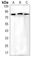 FOXO3 (Phospho-S253) Antibody