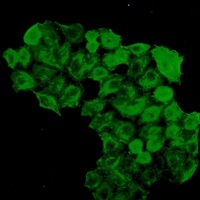 FKBP4 Antibody