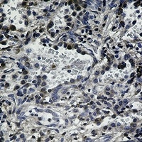 CD95 antibody