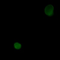 CD95 Antibody
