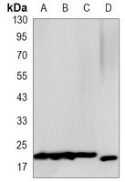 4EBP1 Antibody