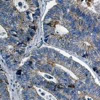Anti-Catenin delta 1 Antibody