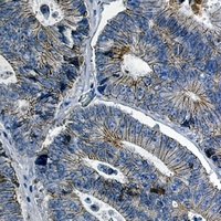 Catenin delta 1 antibody