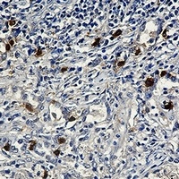 Anti-Cyclin E2 Antibody