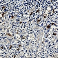 Cyclin E2 antibody