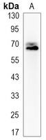 PGHS-2 Antibody
