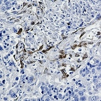 PGHS-2 Antibody