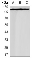 Collagen 3 alpha 1 Antibody