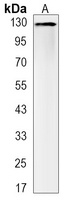 CD31 Antibody