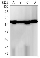 Catalase Antibody