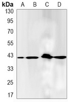 PKA C alpha Rabbit Monoclonal Antibody