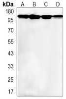 BAG6 Rabbit Monoclonal Antibody