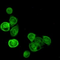 BAG6 Rabbit Monoclonal Antibody