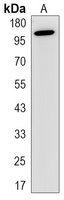 ASK1 Antibody