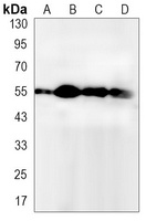 ATG5 Antibody