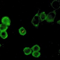 Anti-ATG5 Antibody