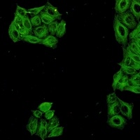 Alpha-tubulin 4a Rabbit Monoclonal Antibody