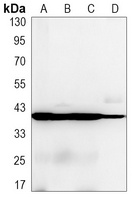alpha Smooth Muscle Actin Antibody