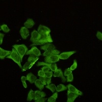 Alpha-enolase antibody