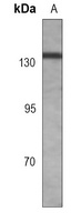 RB2 (Phospho-T986) Antibody