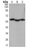 Cytokeratin 10 Rabbit Monoclonal Antibody