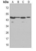 GSK3 beta Antibody