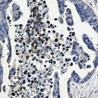 GSK3 beta Antibody