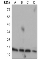 Cytochrome c Rabbit Monoclonal Antibody