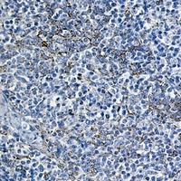 Cytochrome c Rabbit Monoclonal Antibody