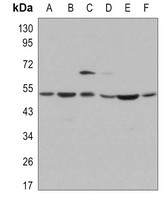 JNK1 Antibody