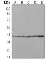 ERK2 Antibody