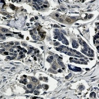 ERK2 Antibody