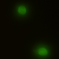 ERK2 Antibody