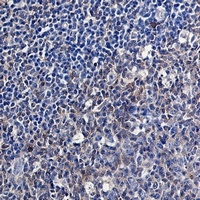 Caspase 3 antibody